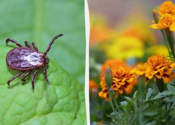 Кліщі втечуть з вашого саду, якщо посадити ці квіти