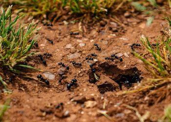 Мурахи ходили по ділянці пішки, поки не розсипали цей засіб: він точно у вас є