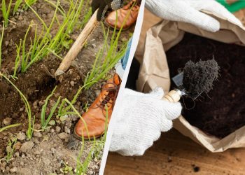 Жодна муха не сяде на вашу цибулю: як її удобрити для врожайності та захисту від шкідників