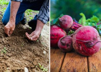 Городники кладуть це в лунку при посадці буряка: він виростає великим і солодким