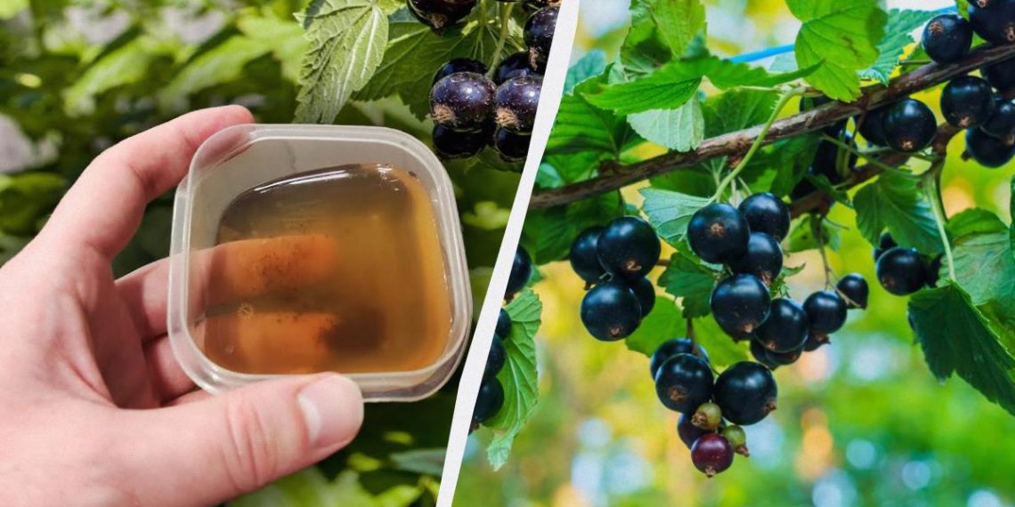 Смородину варто підгодувати до Великодня: треба встигнути за тиждень, інакше буде пізно