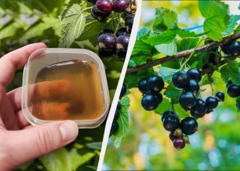 Смородину варто підгодувати до Великодня: треба встигнути за тиждень, інакше буде пізно